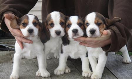 Reinrassiger Beagle Welpen mit Papiere s