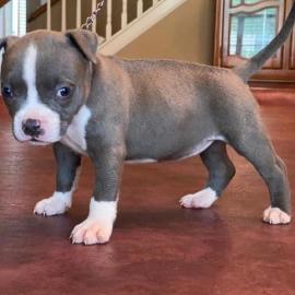 Pitbull pitbull