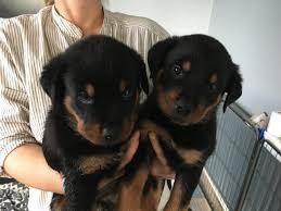Rottweiler Welpen