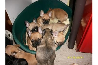Franz�sische Bulldoggen Welpen mit Papie