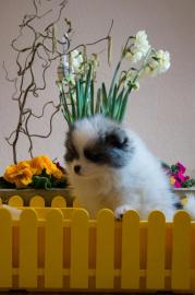 Bezaubernde echte Pomeranianwelpen mit V