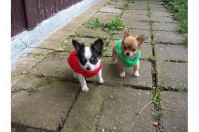 Bildsch?ner Chihuahua Welpen WhatsApp +3