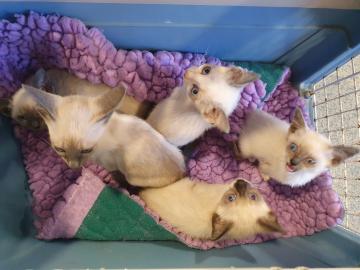 Wundersch?ne Pedigree Schneeschuhk?tzche