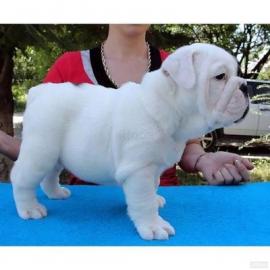 Wundersch�ne Englisch Bulldogge Welpen (
