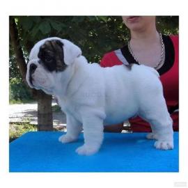 Wundersch�ne Englisch Bulldogge Welpen (