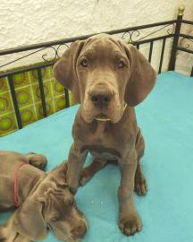 Wunderh?bsche Deutsche Doggen Welpen