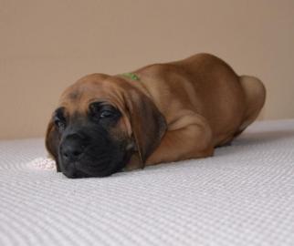 Deutsche Dogge gelb