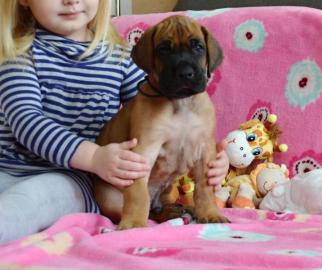 Deutsche Dogge gelb