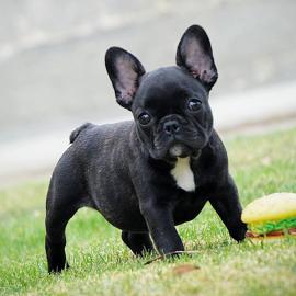 Franz�sisch Bulldoggen Welpen mit Stammb