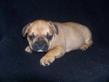 Franz�sisch Bulldoggen Welpen mit Stammb