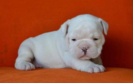 Englische Bulldoggenwelpenabzugeben. 