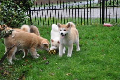 Kr�ftige Akita Inu Welpen mit Papieren