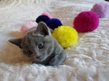 Reinrassige Russischblau Kitten