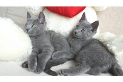 2 Russisch Blau Kitten mit Stammbaum