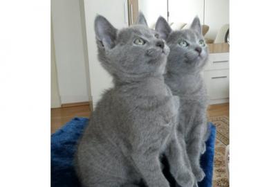 2 Russisch Blau Kitten mit Stammbaum