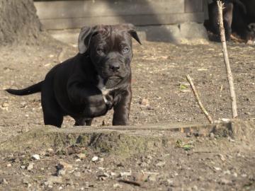 wundersch�ne Reinsassige Blueline Pitbul