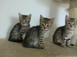BKH Kitten mit Stammbaum!