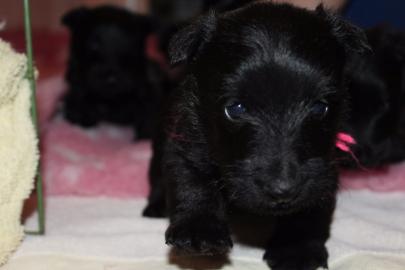 Wundersch�ne Scottish Terrier Welpen
