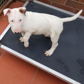 English Bull Terrier Welpen zu verkaufen