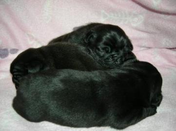 S��e Mops-Welpen