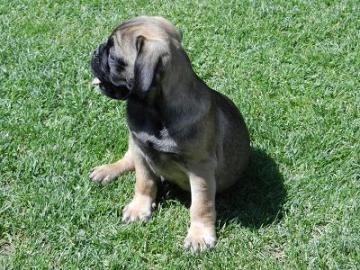 S��e Mops-Welpen