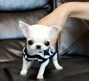 Langhaar Chihuahua Welpen