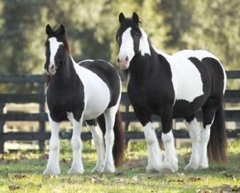 Registered Friesenpferde