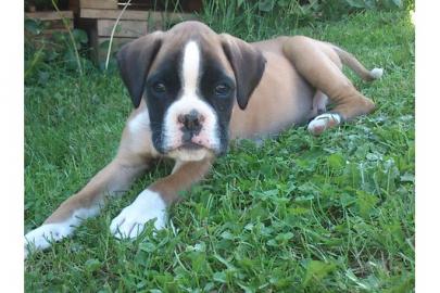 Boxerwelpen mit Papiere