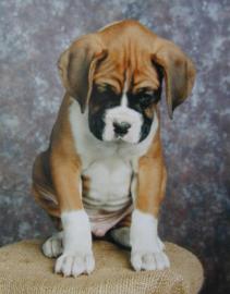 Boxerwelpen mit Papiere