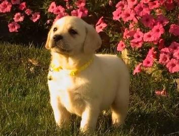 Wundersch?ner Labradorwelpen