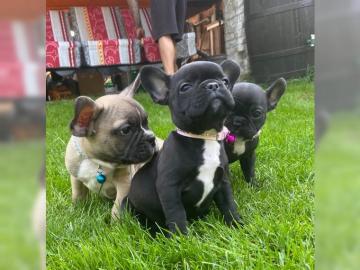 Erh?ltlich Franz?sisch Bulldogge-Welpen,