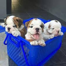 s??en Englische Bulldogge Welpen WhatsAp