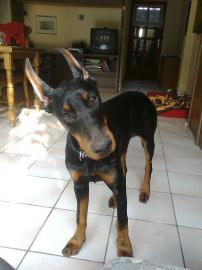 Kr�ftige h�bsche Dobermann Welpen !!