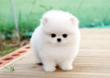 s??e Pomeranian Zwergspitz Welpen