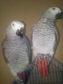 2 Ein paar Graupapagein