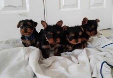 Entz?ckende Yorkieshire Welpen Verf?gbar