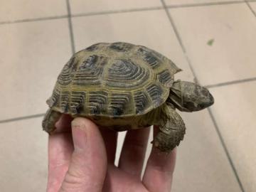 Abgabeliste Schildkr?ten / List Turtles