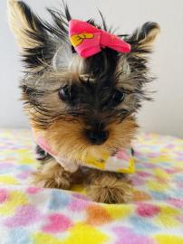 sch?ne Teetasse von Yorkie-Welpen