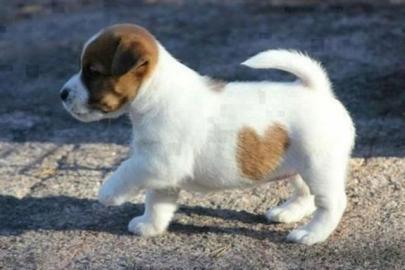 Zauberhafte Jack Russell Terrier Welpe . 