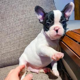 Franz�sische Bulldogge, Welpe,