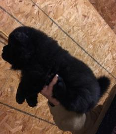 Gut ausgebildete Chow-Chow-Welpen zu ver