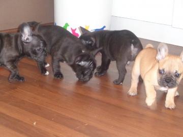 Franz�sisch Bulldogge-Welpen, ( 3 H�ndin