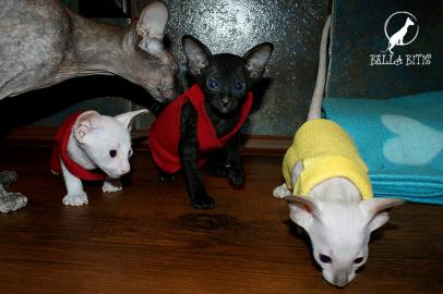 Peterbald - peterbald sphynx from Bella