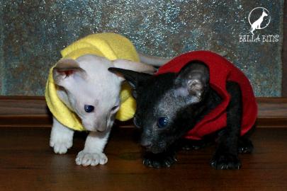 Peterbald - peterbald sphynx from Bella