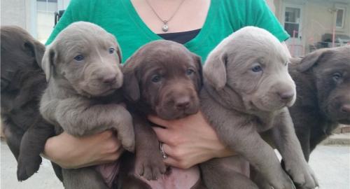 Reinrassige labrador Welpen