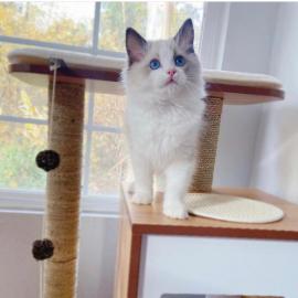 Baby kitten mit papieren