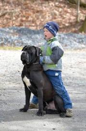 Cane Corso Puppies
