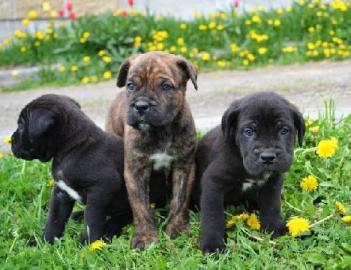 Cane Corso Puppies