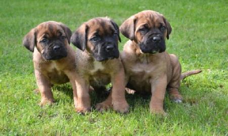 Cane Corso Puppies