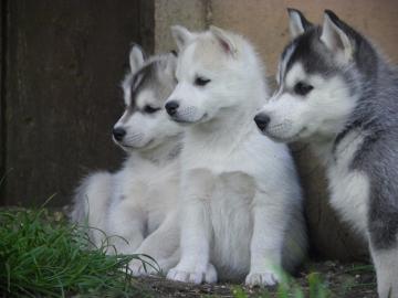 Wundersch�ne Siberian Husky Welpen